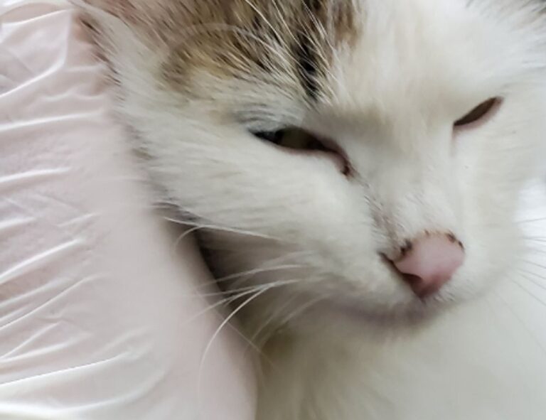 how endbugflow software can be protected