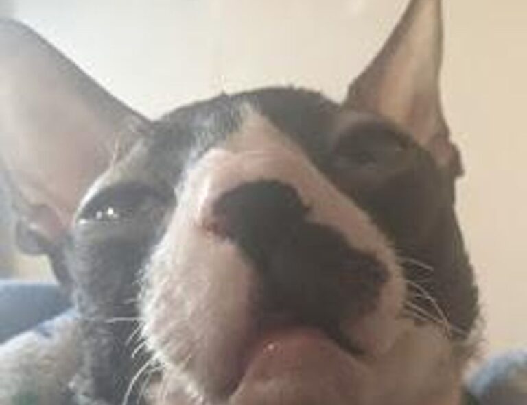 how mogothrow77 software is built