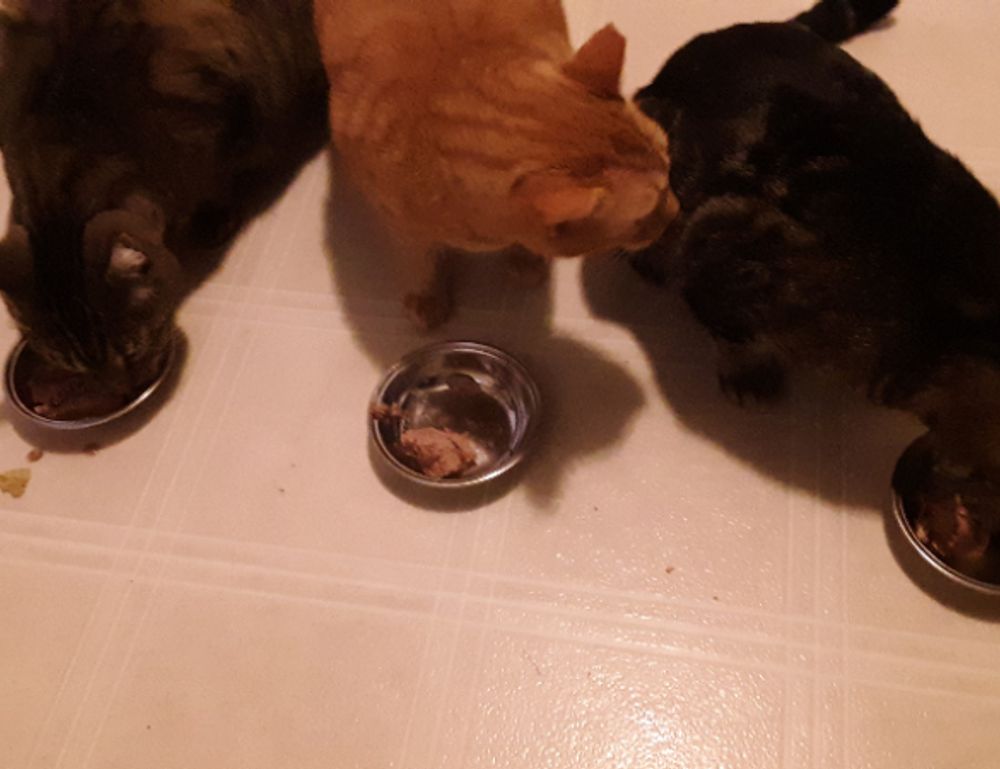 improve software hcs 411gits