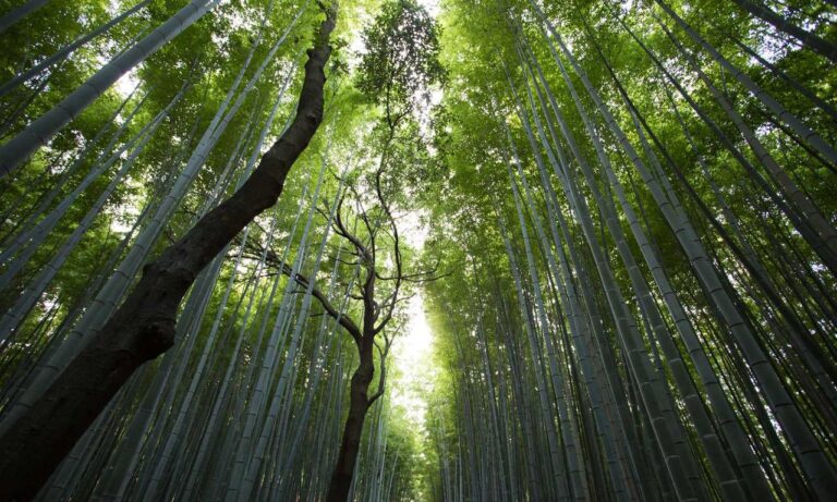 infoguide for cats llblogpet