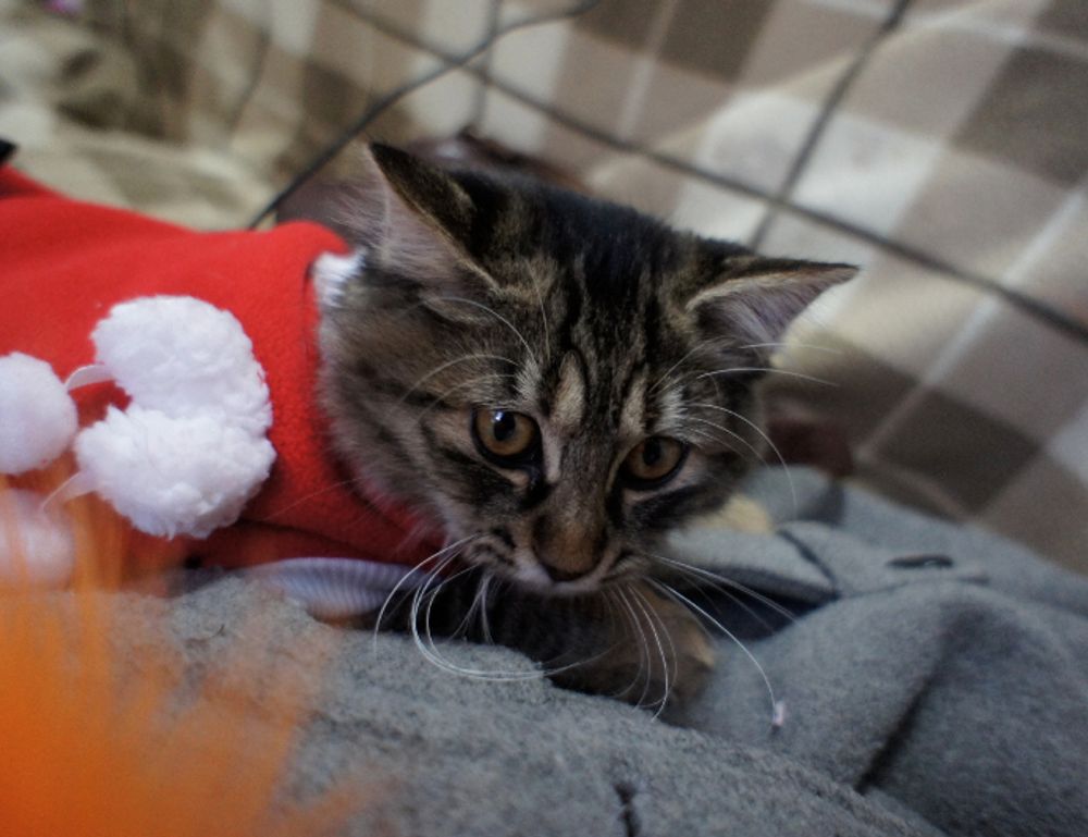 is mopfell78 the best graphics in a pc game