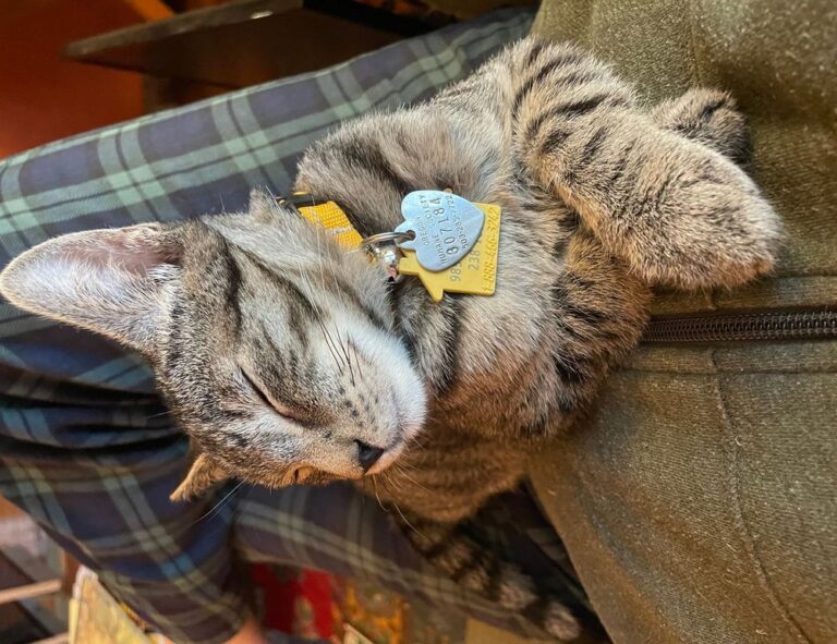 llblogpet advice for birds from lovelolablog