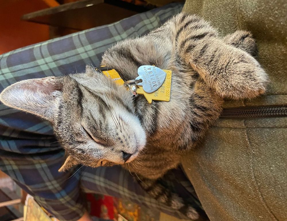 llblogpet advice for birds from lovelolablog