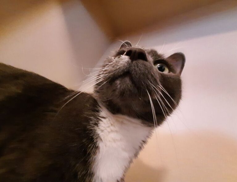 llblogpet advice for fish