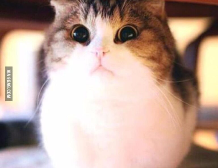 pet advice llblogpet