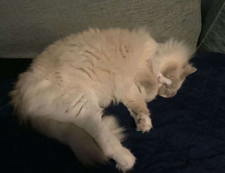 software error llusyep