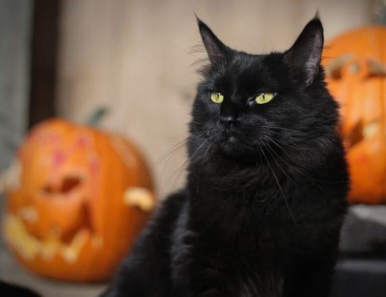 what shade of zosisfod eyebrow should i use