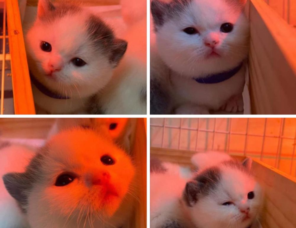 zenvekeypo4 software problem