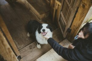 pet fostering guide
