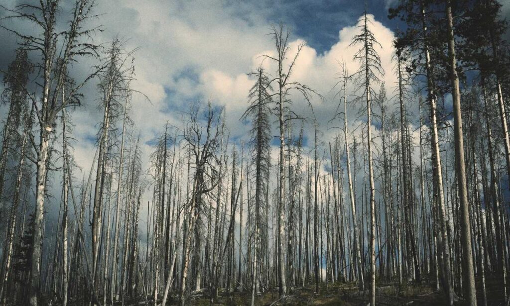 lwmfpets indoor pets