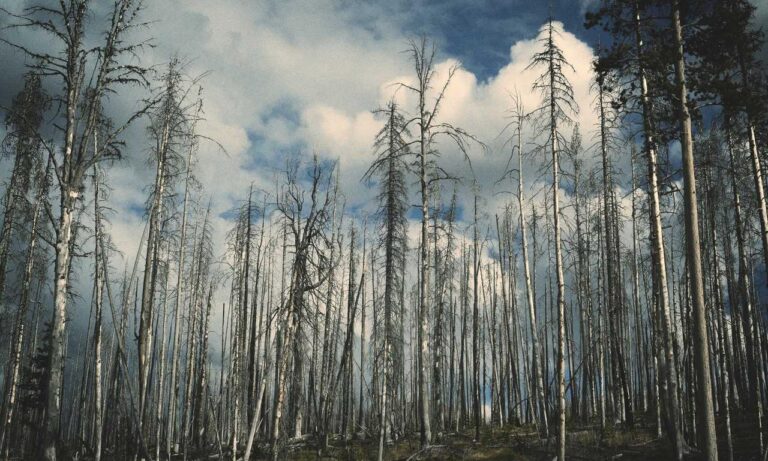 lwmfpets indoor pets