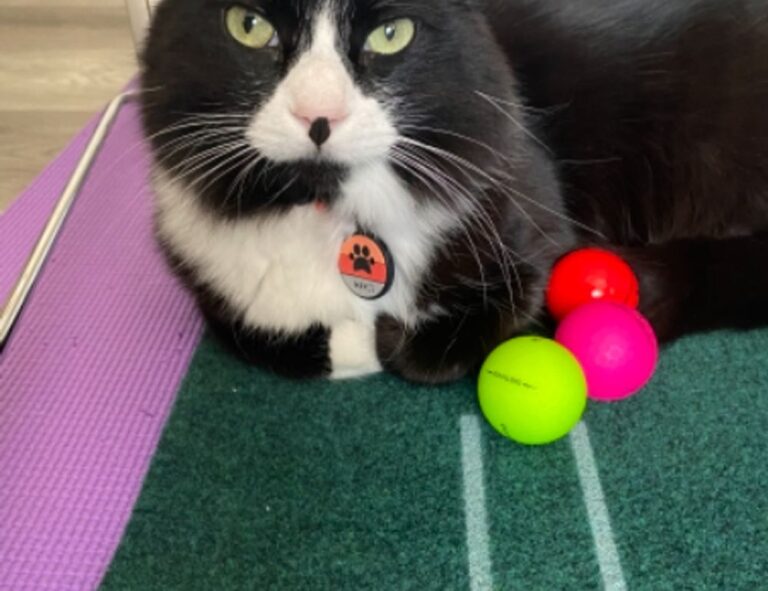 outdoor pets lwmfpets