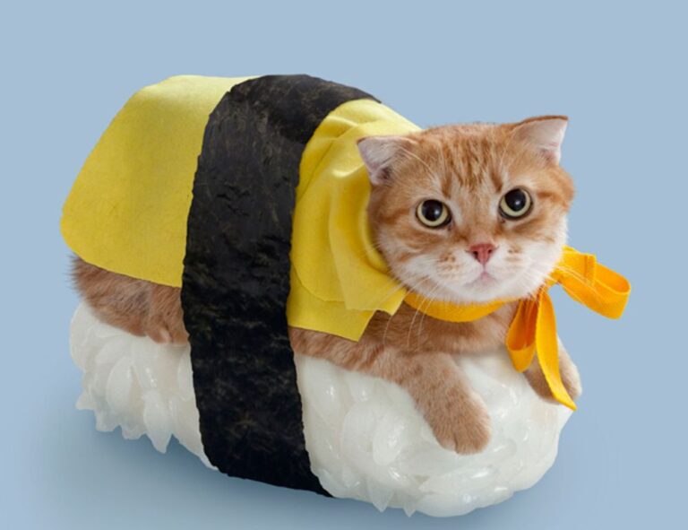 pet tips and tricks lwmfpets