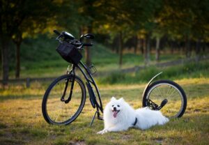clicker training pets
