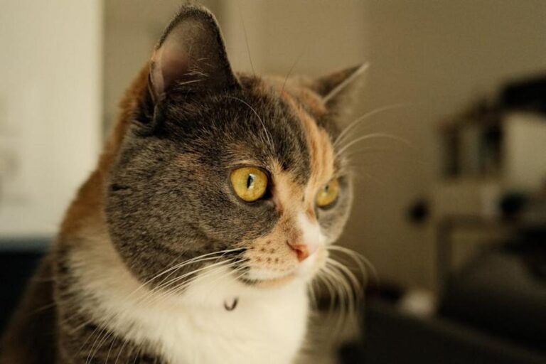 infoguide for cats llblogpet