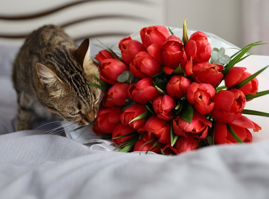 Is Feduspray Safe for Cat