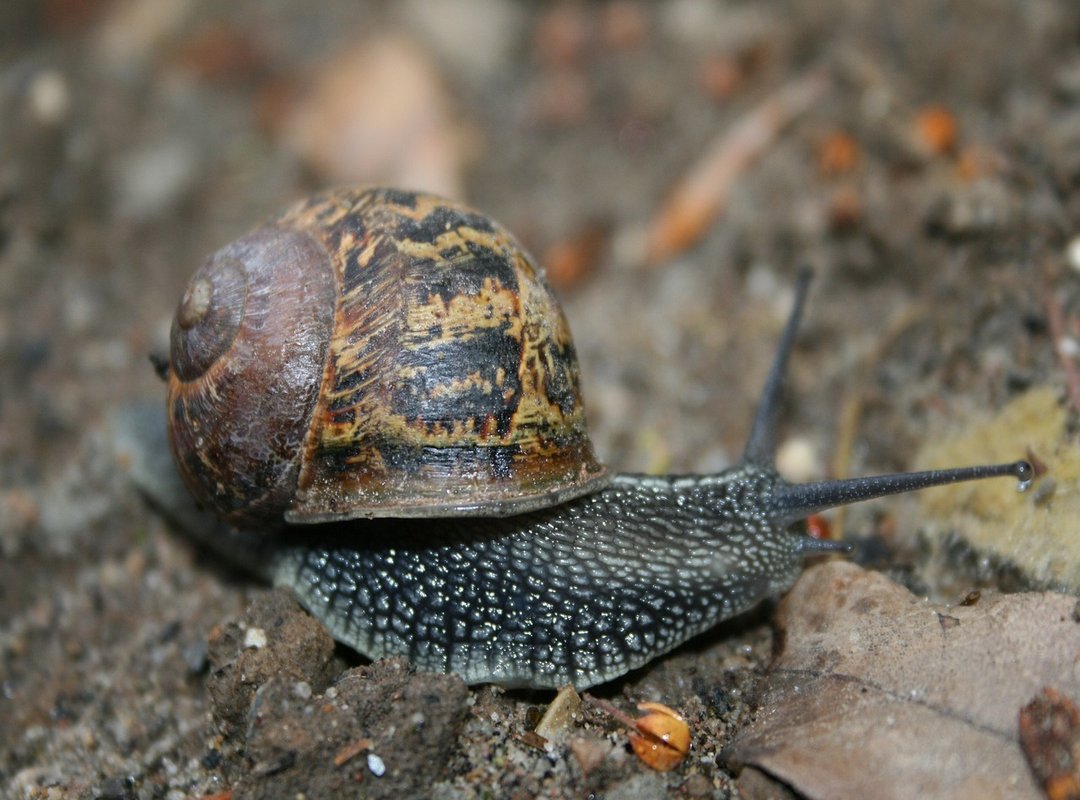 How to Get Started with BTC 800 Avage