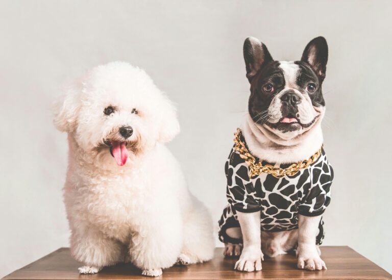Charming Bichon Frise and stylish French Bulldog captured in a studio setting.